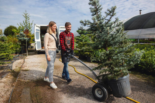 Best Dead Tree Removal  in Bloomfield, NM